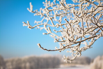 Branch covered by horefrost