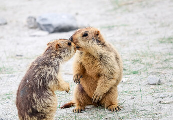 Himalayan marmot communicating 