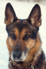 German Shepherd