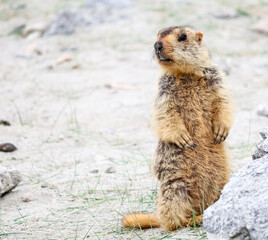 Himalayan marmot in the rock.