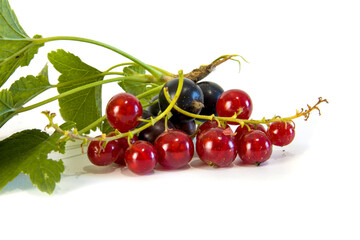 Branch of red currant with berries isolated on white.