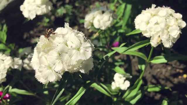 bee on a white flower in the garden