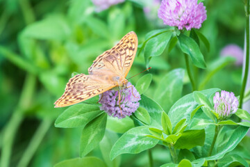 The dark green fritillary butterfly collects nectar on flower. Speyeria aglaja is a species of butterfly in the family Nymphalidae.