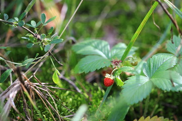 strawberries in the forest