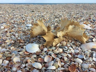 Fototapeta premium shells on the beach
