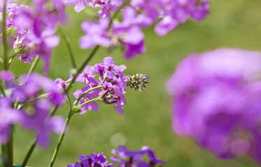Butterfly on wild purple flowers in rays of sunlight.