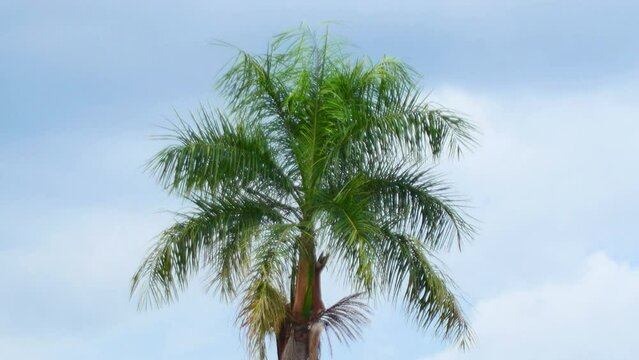 Coconut tree footage.The moving leaves of the wind in the evening on a blue sky background.