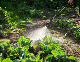 A poison sprayer with a telescopic tube sprays the spray onto the cabbage. Agriculture, gardening, vegetable garden - obrazy, fototapety, plakaty