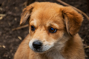 Beautiful puppy with sad eyes