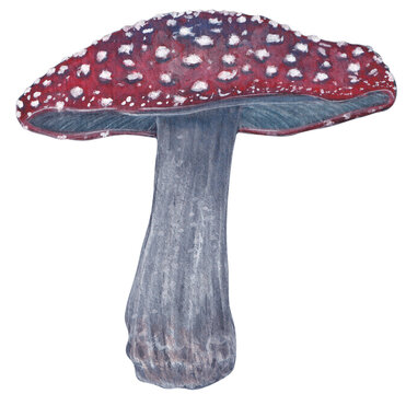 Watercolor and gouache Amanita Muscaria hand-painted illustration isolated