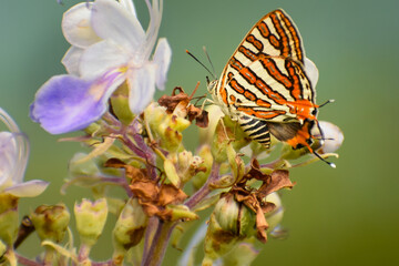 butterfly on flower