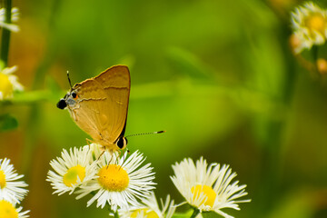 butterfly on a flower