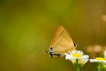 butterfly on a flower