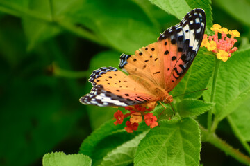 butterfly on flower