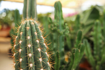 Closeup view of beautiful cactus on blurred background. Space for text
