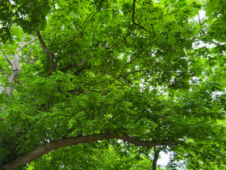 Beautiful tree with green leaves outdoors, low angle view