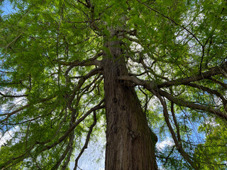 Beautiful tall tree with green leaves in park, low angle view