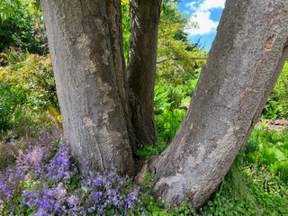 Big old tree and blooming tiny bellflowers in park on sunny day
