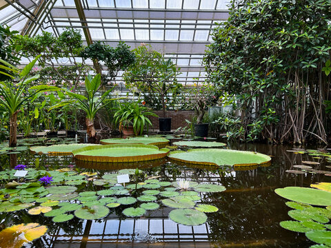 Pond with beautiful waterlily plants in greenhouse