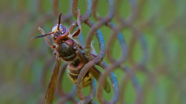 Large hornet crawling across a wooden fence in extreme close-up. Wings, stinger and striped body are clearly visible. Dramatic macro footage for wildlife, entomology, danger and nature concepts.