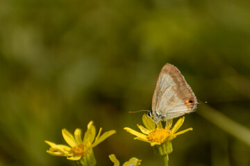 butterfly on a flower