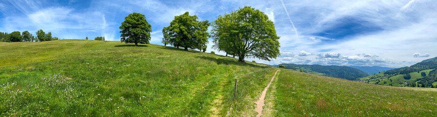 Weidelandschaft_2281