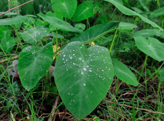 Colocasia formosana or forest taro or taro (Indonesia) is an ornamental plant that is in great demand