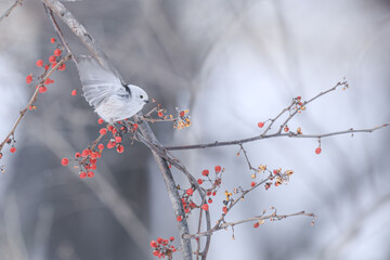 ナナカマドに飛びつくシマエナガ
