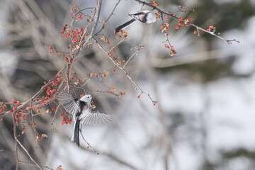 ナナカマドに留まるシマエナガ冬