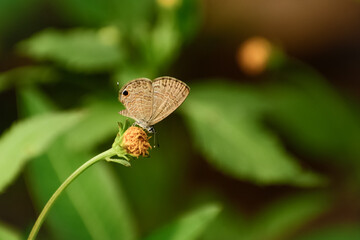 butterfly on flower
