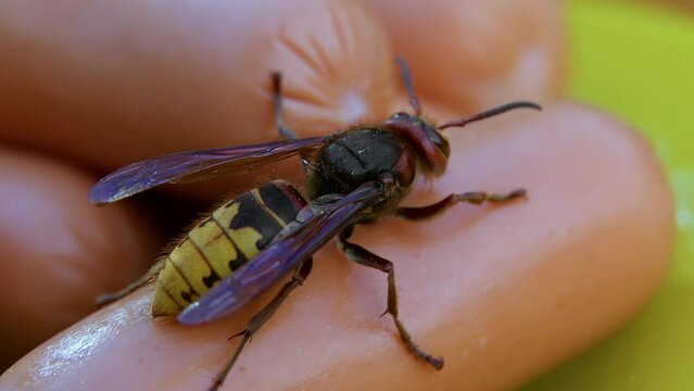 Hornet on sausages, dangerous insects of Europe.
The insect steals food from humans.