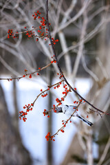 ナナカマドと羽ばたくシマエナガ縦位置