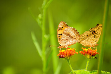 butterfly on a flower