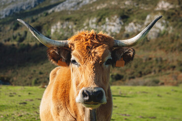 Asturian mountain cow (Casina breed) grazing in the mountains. Brown cow with big horns in the field.