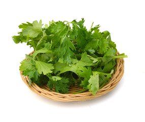 Stack Cilantro in white background