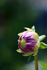 Purple pink blossom of Dahlia, close up macro photography.