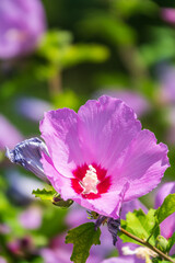 Pink flowers of Hibiscus moscheutos plant close-up. Hibiscus moscheutos, swamp hibiscus,