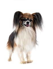 papillon dog in studio