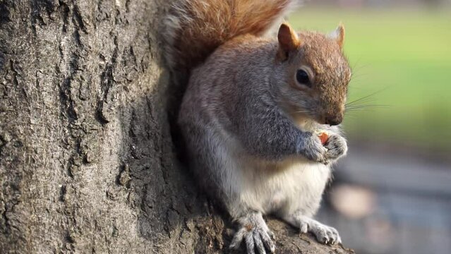 A closeup horizontal shot of a squirrel sitting on a tree branch in Central Park, New York, USA