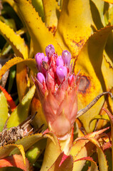 Sydney Australia, pink flower stem of an aechmea recurvata bromeliad 