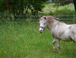 Shetland pony Fredo at pasture