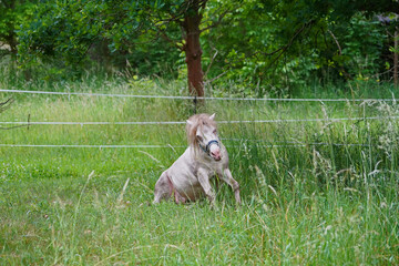 Shetland pony Fredo at pasture