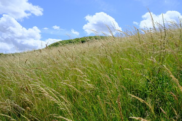 Long grass swaying in the breeze on a hill with blue skies.