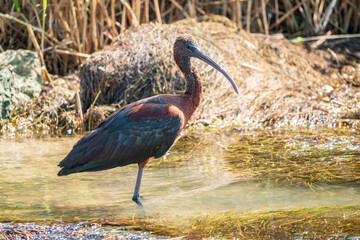 The glossy ibis, latin name Plegadis falcinellus, searching for food in the shallow lagoon.