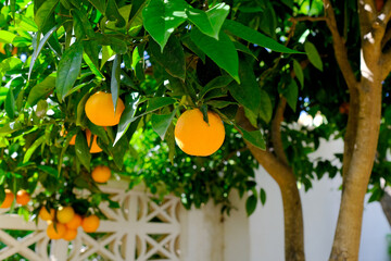 Large, vibrant Valencian oranges hanging on a tree.