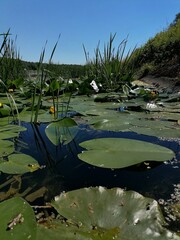 lilies in the pond