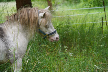 Shetland pony Fredo at pasture