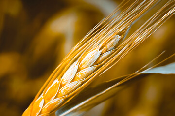 Fototapeta premium Wheat field harvest. cereal crop