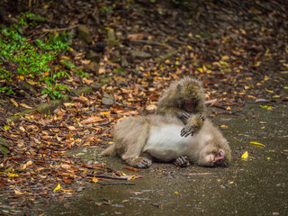 毛づくろい(ヤクシマザル)_01