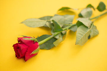 macro picture of a red rose on a yellow background